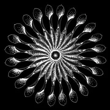 Mandala snowflake pattern gentle Stock Illustration