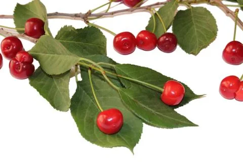 Mandarin and cherries Stock-Fotos