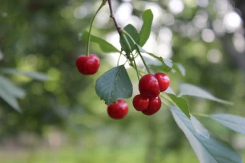 Mandarin and cherries Stock-Fotos