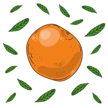 Mandarin and leaves handdrawn vector illustration. Illustration of healthy food Stock Illustration