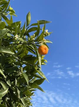 Mandarin on a blossoming tree. Branch with fruit of tangerine tree against the Stock Photos