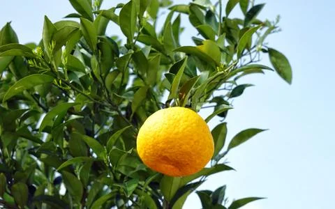  Mandarin on a branch, blue sky. Stock Photos