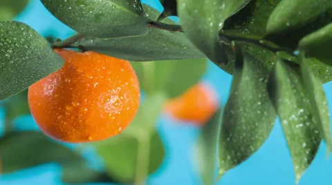 Mandarin on a branch Stock-Footage 55104500