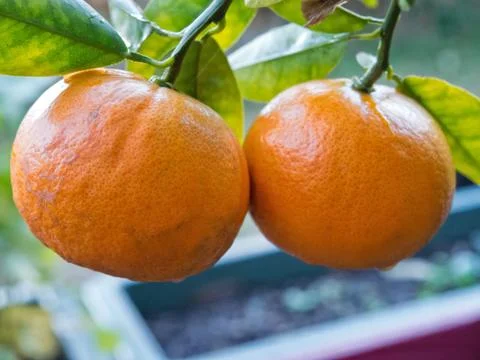 Mandarin branch Foto stock