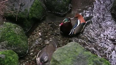 Mandarin duck 40 Stock Footage 12428595