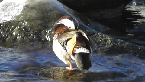 Mandarin duck Aix galericulata cleans feathers standing on a stone 1 Video stock 169650945