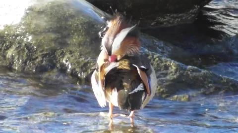 Mandarin duck Aix galericulata cleans feathers standing on a stone Stock Footage 169651196