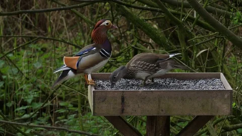 Mandarin duck Aix galericulata duck feeds on bird table whilst drake guards Stock Footage 82665236
