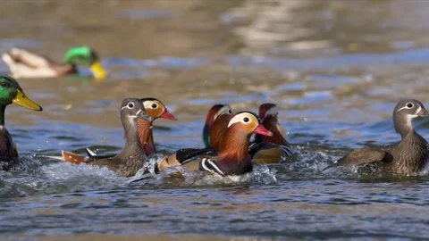 Mandarin duck (Aix galericulata) Stock Footage 82518422