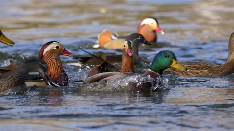 Mandarin duck (Aix galericulata) Stock Footage 82518647