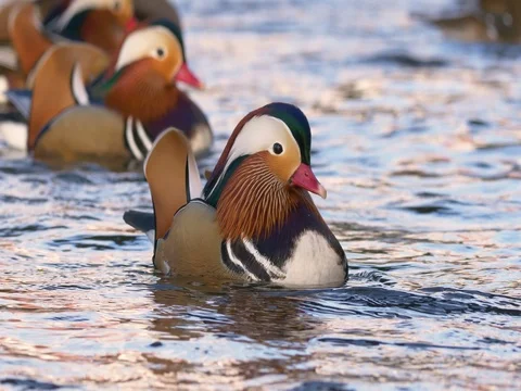 Mandarin duck (Aix galericulata) 動画素材 82518818