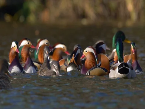 Mandarin duck (Aix galericulata) 库存影片 82518909