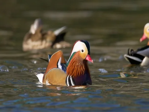 Mandarin duck (Aix galericulata) Stock Footage 82518991