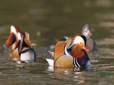 Mandarin duck (Aix galericulata) Stock Footage 82519045