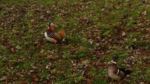 Mandarin duck Aix galericulata Video stock 123719885