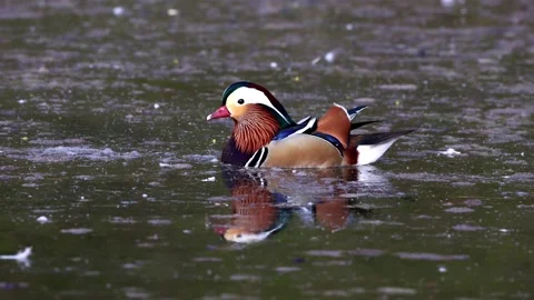 The mandarin duck, Aix galericulata at a lake in Munich, Germany Stock Footage 213935821