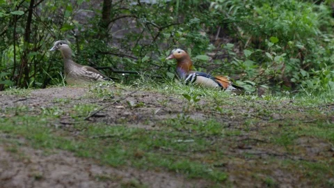 Mandarin duck Aix galericulata pair moving through woodland undergrowth Stock Footage 98911280