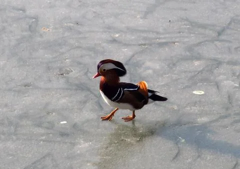Mandarin duck Aix galericulata Stock Photos
