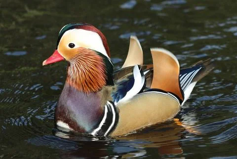 Mandarin duck - Aix galericulata Stock Photos