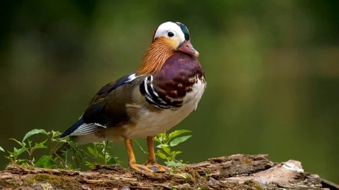 Mandarin duck (Aix galericulata) preening Video stock 102142506