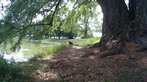 Mandarin duck Aix galericulata preparing for swim Stock Footage 110867553