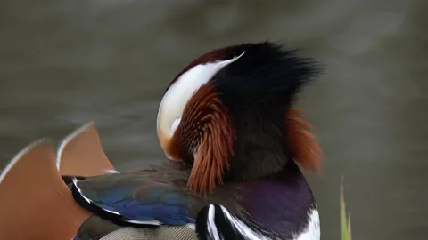 Mandarin Duck, Aix galericulata, sitting on the branch with blue water surface i Stock Footage 238523359