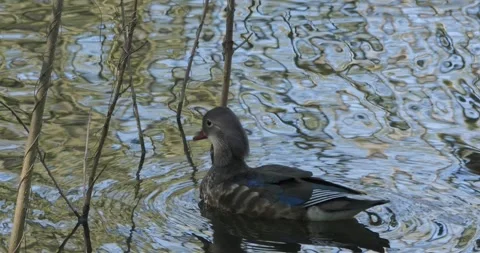 Mandarin duck Aix Galericulata in slow motion Video stock 285229519