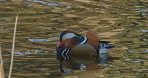 Mandarin duck Aix Galericulata in slow motion in winter Stock Footage 302170063