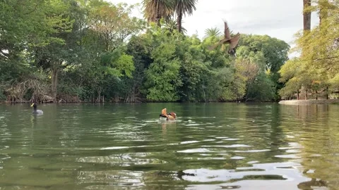 Mandarin duck (Aix galericulata) in the wild, Buenos Aires Stock Footage 242452889