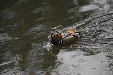 Mandarin Duck (Aix Galericulata)233 Stock Photos