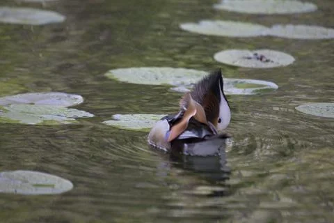 Mandarin Duck (Aix Galericulata)414 Stock Photos