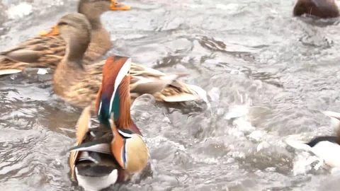 Mandarin Duck Central Park New York Stock Footage 99379633