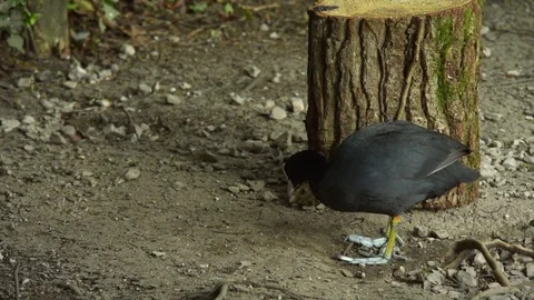 Mandarin duck Coot standoff 스톡 동영상 74533486