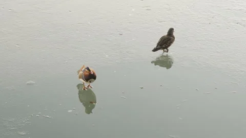 The mandarin duck couple stands on the ice and combs their feathers Stock Footage 261370710