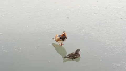 The mandarin duck couple stood on the ice and swam close to each other Stock Footage 261780979