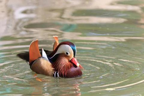 Mandarin duck drake Stock Photos