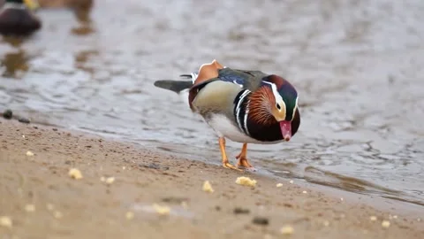 Mandarin duck eats, autumn in on the park Stock-Footage 166144294