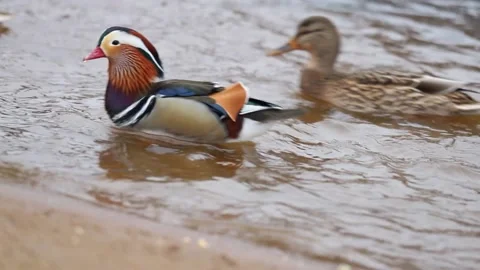 Mandarin duck eats, autumn in on the park Stock-Footage 166144319