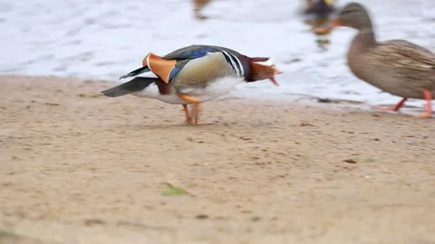 Mandarin duck eats, autumn in on the park Stock-Footage 166144355