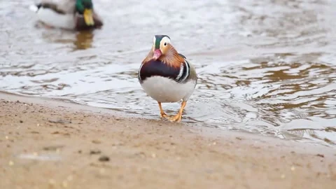 Mandarin duck eats, autumn in on the park Stock-Footage 166144361