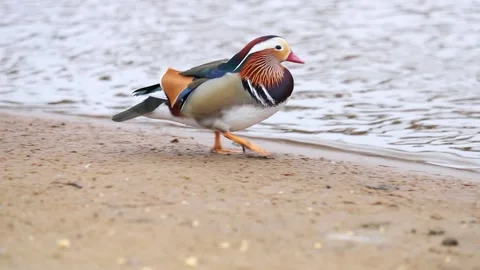 Mandarin duck eats, autumn in on the park Stock-Footage 166144362