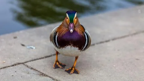 Mandarin duck facing Stock Photos