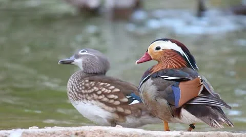 Mandarin duck in the farm Stock Footage 21999867