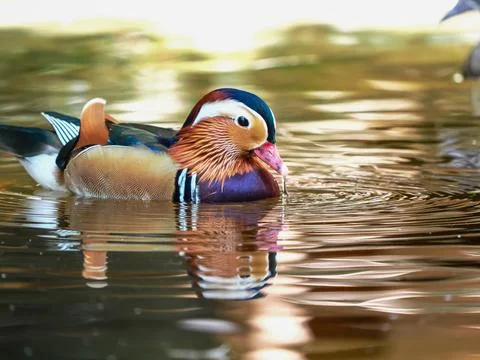 Mandarin duck floating on the water Stock Photos