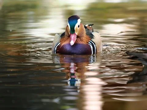 Mandarin duck floating on the water Stock Photos