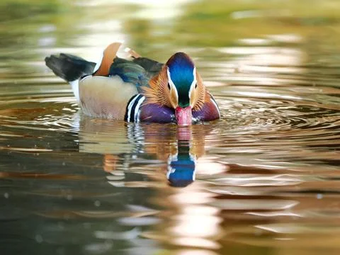 Mandarin duck floating on the water Stock Photos