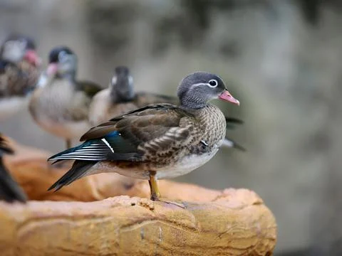Mandarin duck floating on the water Stock Photos