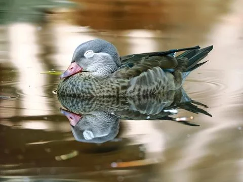 Mandarin duck floating on the water Stock Photos