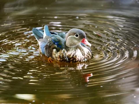 Mandarin duck floating on the water Stock Photos