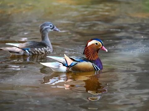 Mandarin duck floating on the water Stock Photos